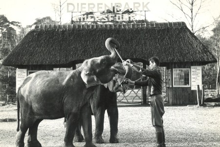 Jaren '50 Olifant bij entree Dierenpark Amersfoort. Foto: Dierenpark Amersfoort